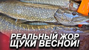 ЖОР ЩУКИ ВЕСНОЙ НА СПИННИНГ! Рыбалка на щуку весной!