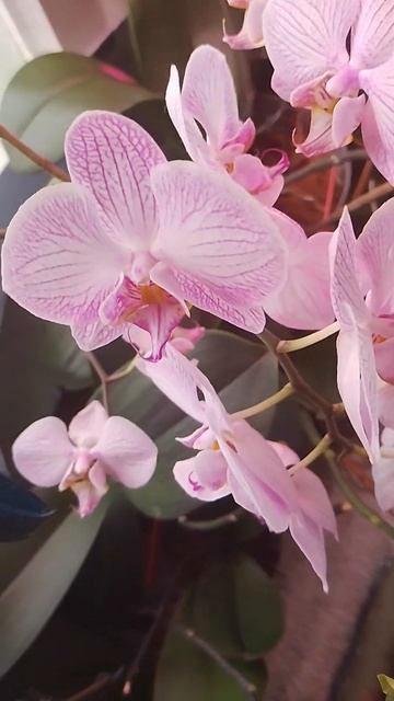 орхидея, взрослая, десятилетняя. цветет 30 цветами смотреть онлайн