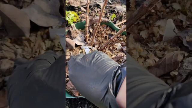 Весенняя обрезка метельчатых гортензий. смотреть онлайн