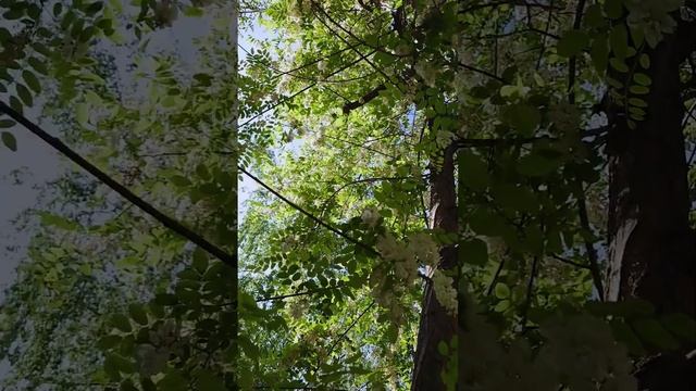 акация сладкая и воздушная, как рафаэлка #цветение #лю? смотреть онлайн