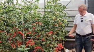 Урожайный томат черри Сладкая встреча. Томат черри дл?