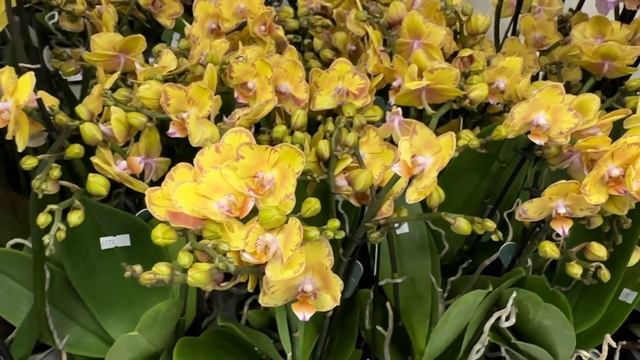 🌸 ПРОДАЖА ОРХИДЕЙ 06.09.2024 Орхидея Пиниф, Леко Фантасти?