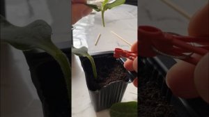 Прививка Арбуза 🍉 «Сармат» на подвой «Рут Пауэр» Выр?