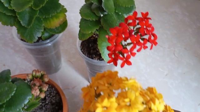 Plant & Bloom. Как вырастить каланхоэ, совет по уходу и размн