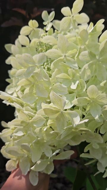 Гортензия Dentelle De Gorron. 20 июля 2024