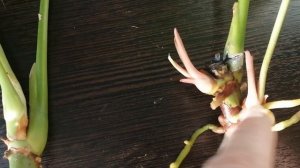 🌱Антуриум. Размножение сигментами 🌱