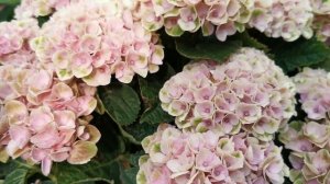 Новые сорта гортензий  Magical
