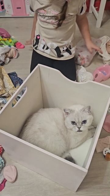 Моя кошка очень любит быть рядом со мной) #дети#кошки#м? смотреть онлайн