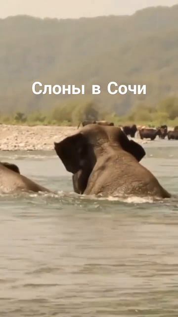 Слоны в Сочи 🐘🐘 смотреть онлайн