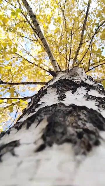 Русская березонька!#природа #видео #shorts #nature смотреть онлайн