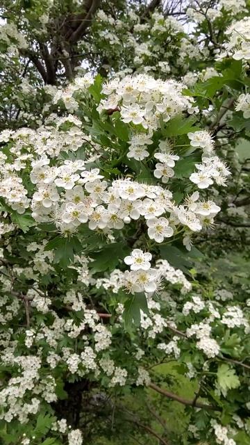 Боярышник в цвету #ущелье #весна #shorts смотреть онлайн