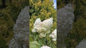 Гортензия метельчатая Сильвер доллар.