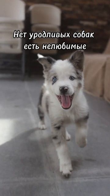 Нет уродливых собак есть нелюбимые #цитаты #собака #жи? смотреть онлайн