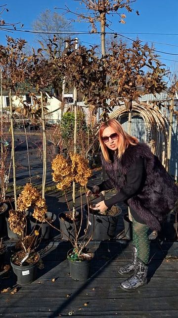 Обрізати чи ні гортензії на зиму? #shorts #hydrangea #plants #garden #la