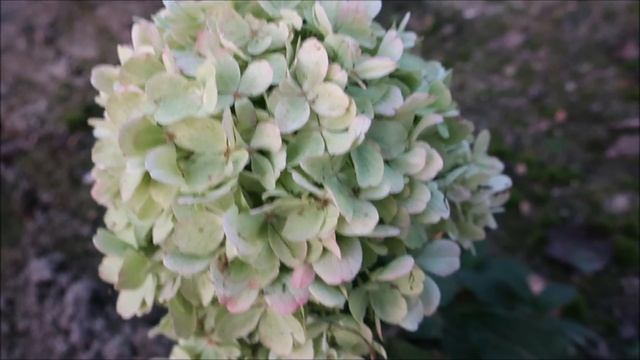 ЭКСКЛЮЗИВНЫЕ СОРТА МЕТЕЛЬЧАТЫХ ГОРТЕНЗИЙ