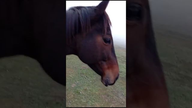 Английская кобыла 05.05.2017г.есть паспорт.рост 159-160.жереб? смотреть онлайн