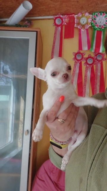 Босфор Мажорикович продажа чихуахуа питомник Кастроп смотреть онлайн