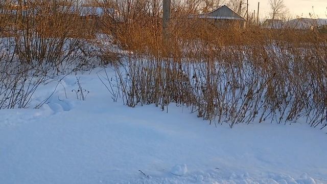 Вы видите собаку, нет? А она там есть! смотреть онлайн