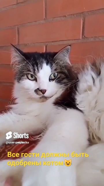 А Вы знаете,что все гости должны быть одобрены котом? ? смотреть онлайн