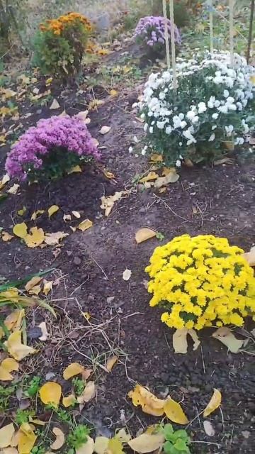 Осенние цветы ❤️ #осень #осеннеенастроение #цветыдля? смотреть онлайн