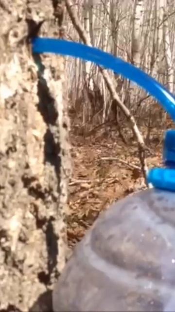 Добыть берёзовый сок смотреть онлайн