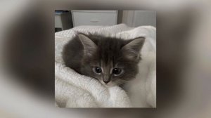 Валюша-ничего не ем speed up