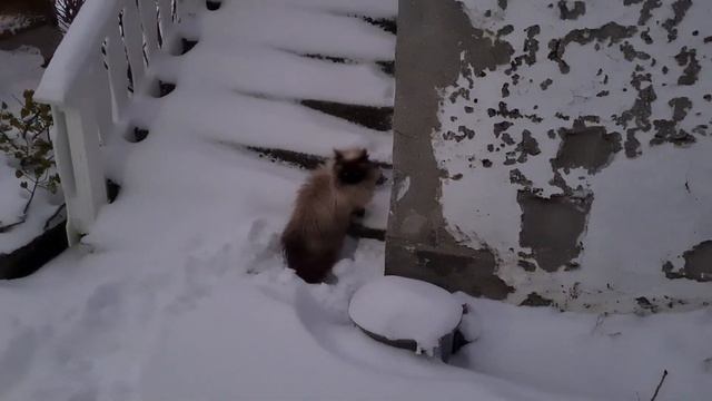 Высаживаем укрывные Гортензии правильно выбирая мест смотреть онлайн