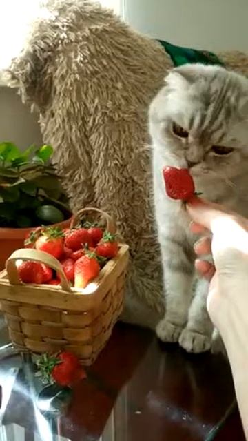 Шотландская вислоухая ест клубнику. Jessie 😽😽😽 смотреть онлайн