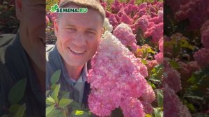 Гортензия Строберри Блоссом