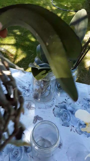 Когда поливать Орхидею.#орхидея #растение