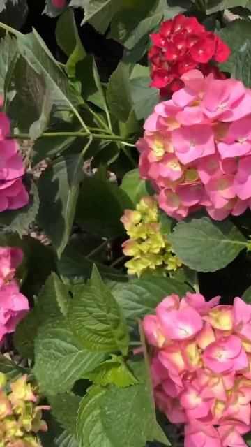 Яркие краски весны! Гортензии, петунии и многое другое