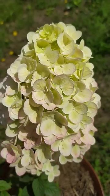 ГОРТЕНЗИЯ МЕТЕЛЬЧАТАЯ СИЛЬВЕР ДОЛЛАР Silver Dollar #гортенз