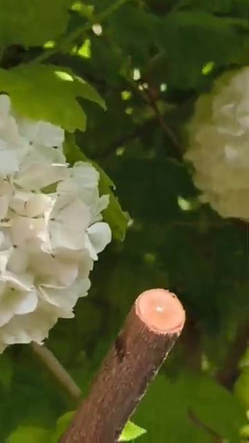 #гортензия смотреть онлайн