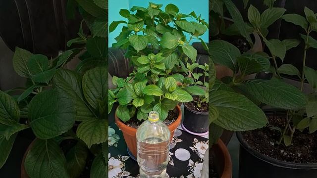 26 апреля 2025 г.N°- 103. ГОРТЕНЗИЯ ГУЛЛАРИДА ХЛОРОЗНИ ДАВО