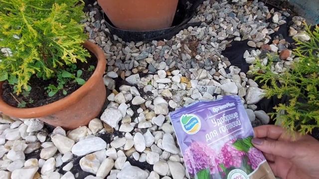 КРУПНОЛИСТНАЯ ГОРТЕНЗИЯ. КАК ДОБИТЬСЯ ТАКОГО ЦВЕТЕНИ?