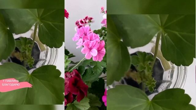 Добавьте в воду это. Черенок корни даст быстро.# Комнат смотреть онлайн