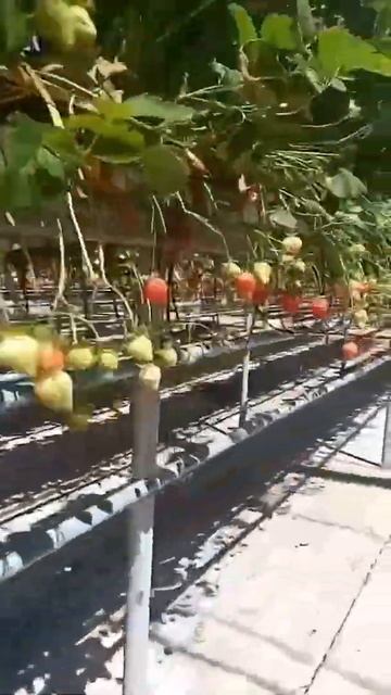 Работа в Англии кор дар Англия смотреть онлайн