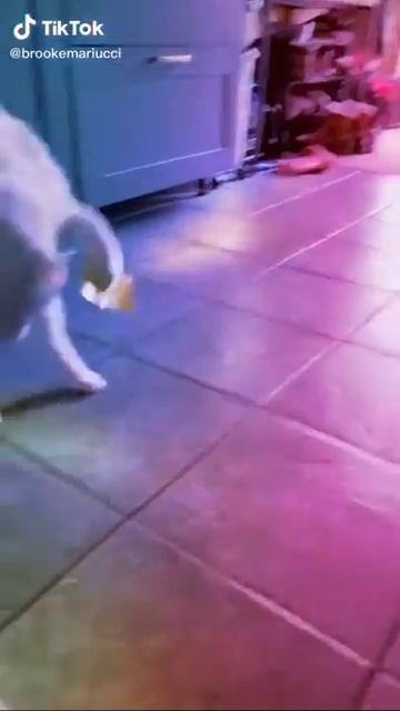 кот и скотч что будет если на лапы приклеить скотч cat and tape what happens if you stick tape смотреть онлайн