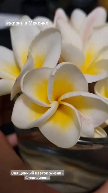 Божественный аромат и красота! Хочу себе духи с аромат смотреть онлайн