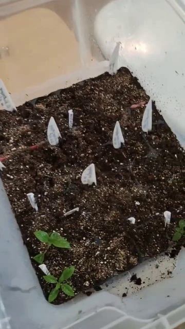 Массовый падёж черенка! Жара? Залили? Гниёт? Нет - прост смотреть онлайн