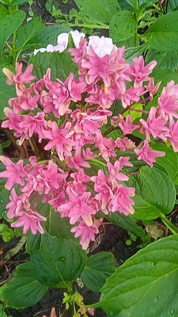 Hydrangea Prinsesse Diana #beautiful #flowers #natural #продаж #garden #plants #продаж