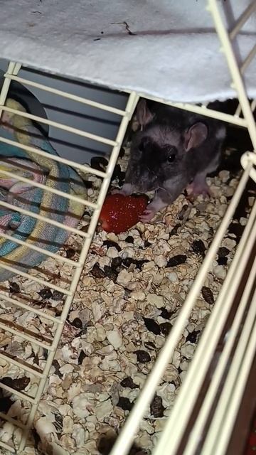 Милка первый раз ест клубнику🍓 смотреть онлайн