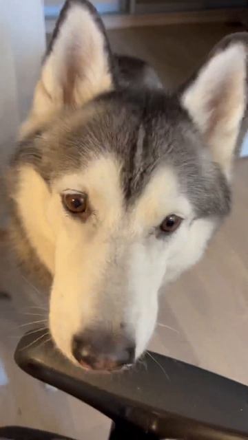 Хаски ест банан #хаски #банан #еда #husky #banana #food #eating #shorts смотреть онлайн