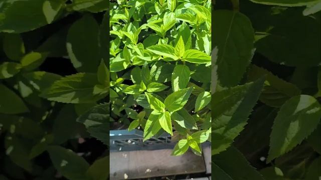 Обзор саженцев метельчатых гортензий на 14.07