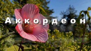 Великолепный аккордеон, красивая музыка для души