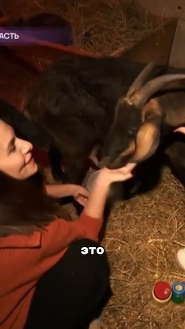 Талант доярки есть в каждой женщине #деревня #избинг #и смотреть онлайн