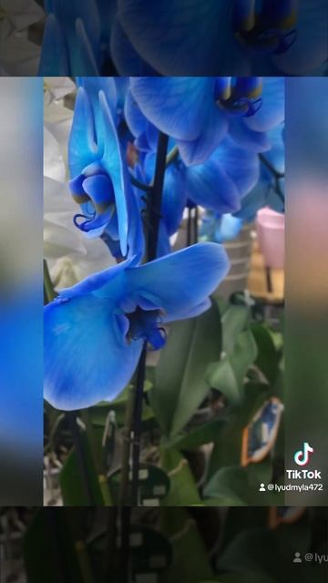 Орхидеи Фаленопсис разные сорта и крашеные - обзор🌺 #o смотреть онлайн