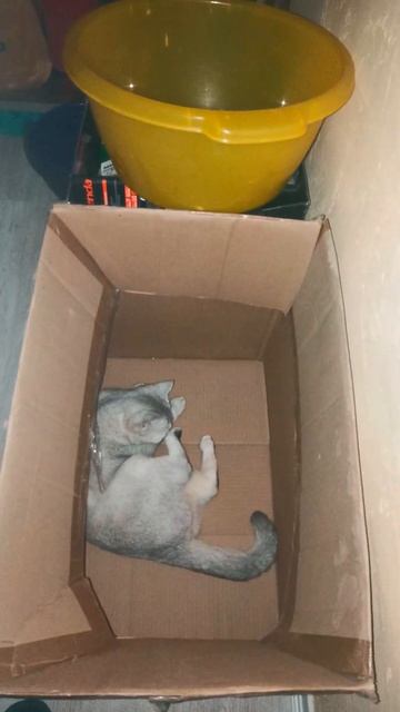 #shorts#есть кот в мешке, а есть кошка в коробке# смотреть онлайн