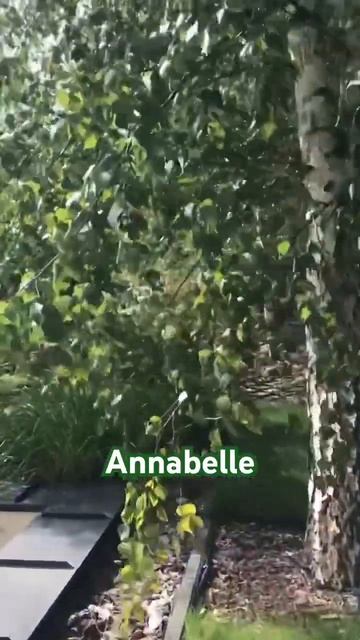 #annabelle#hydrangea#hortensia#гортензия#garden#гортензія#flowers#arboresсеns#s смотреть онлайн