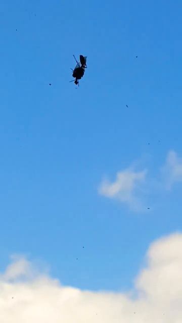 оса ест жука смотреть онлайн